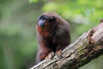 Red-bellied titi