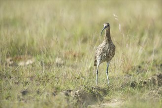 Curlew