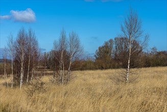 Nature reserve at the Mellnitz Ueselitzer Wiek on Ruegen