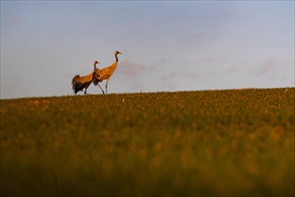 A pair of cranes standing in a field in the sunlight
