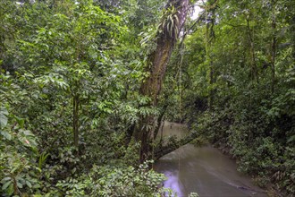 Rainforest by a stream