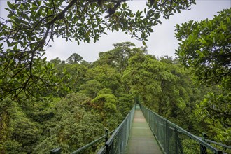 Suspension bridge in Selvatura Park