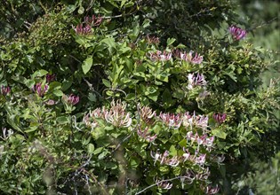 Flowering forest honeysuckle
