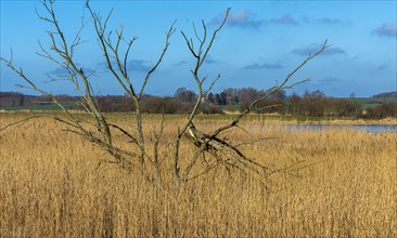 Dead trees