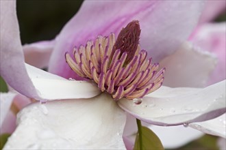 Daybreak magnolia