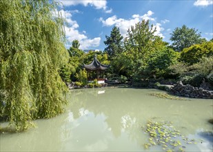 Garden with pond