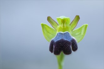 Sombre bee-orchid