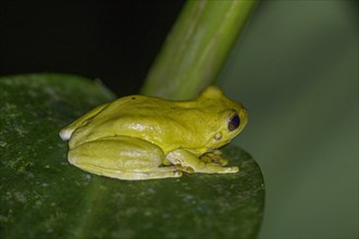 Mahogany tree frog