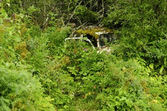 Scrap car overgrown by forest