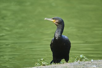 Great cormorant