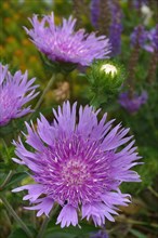 Stockesia