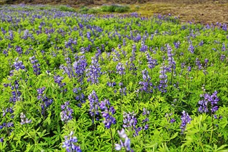 Blue flowering nootka lupins