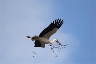White stork
