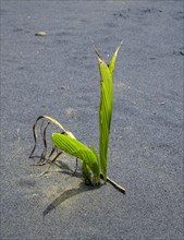 Coconut palm sprouts on a black sand beach