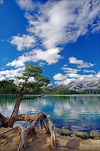 Slate tree with above-ground roots stands on the shore of a crystal clear lake