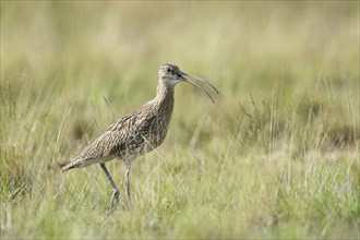 Curlew