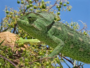 Head of a green Mediterranean chameleon