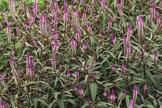 Wheat celosia