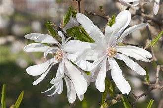 Centennial star magnolia