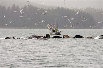 A group of humpback whales in front of a small boat