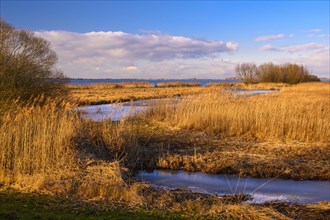Winter landscape at the Duemmer with reeds and thatch