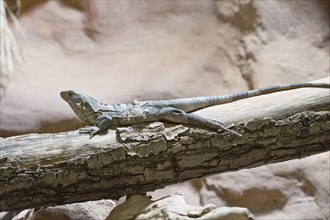 Chuckwalla