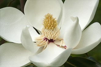 Southern magnolia