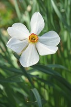 Poet daffodil Actaea