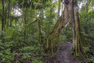 Hiking trail leads through tree with V-shaped opening