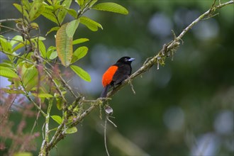 Fire-backed tanager