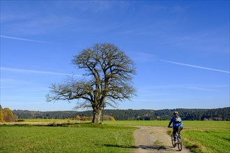 Cyclist against tree with cross near Doepshofen