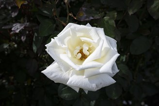 White shrub rose