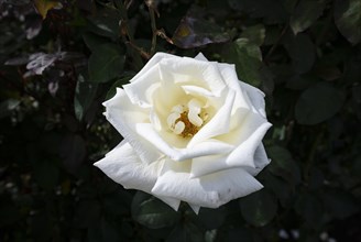 White shrub rose