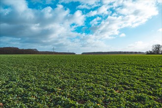 Field with winter rape