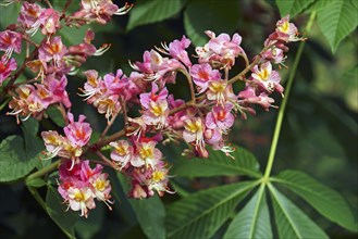 Fort McNair red horse chestnut