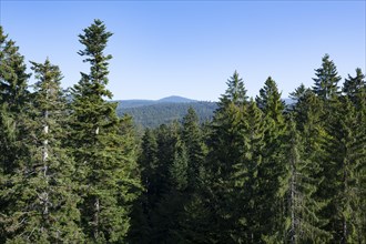 View from the treetop path of european spruce
