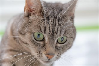 Portrait of a European shorthaired felidae