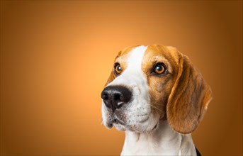 Beautiful beagle dog isolated on brown background. Studio shoot. looking up