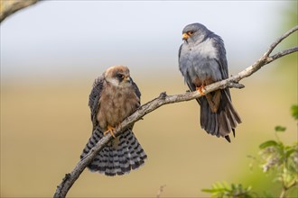 Pair of red-footed falcons