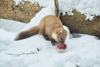 European pine marten