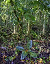 Rainforest in the morning light