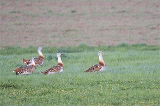 Several great bustards
