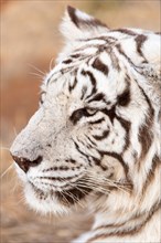 White bengal tiger