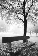 Park bench in the morning mist with group of trees in autumn