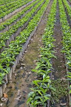 Seedlings for coffee cultivation