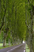 Avenue of plane trees