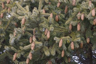 Purple cone spruce