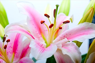 Pink lily flower bunch bouquet over white copyspace