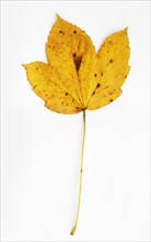 Autumnally discoloured sycamore leaf