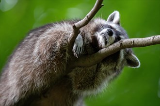 A raccoon sleeping in a tree